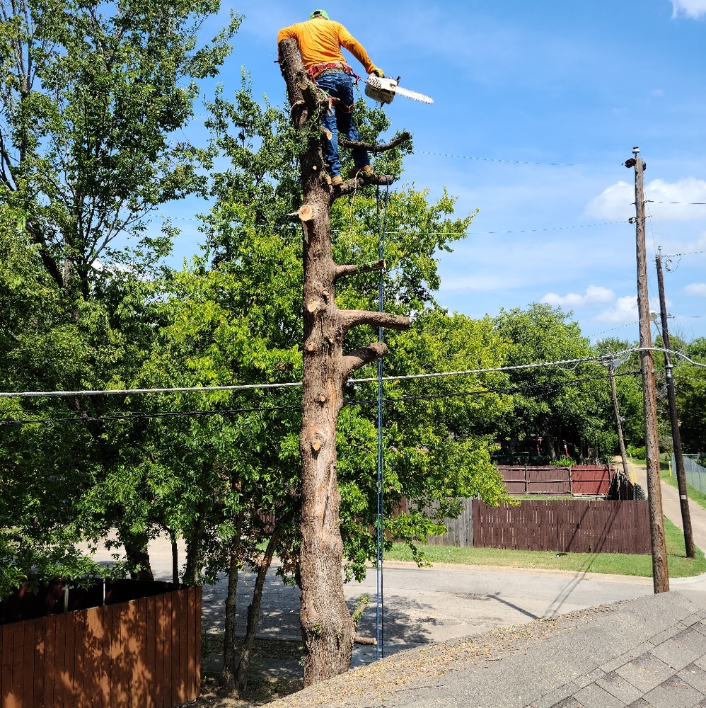 Tree service - Picture 2 of 4